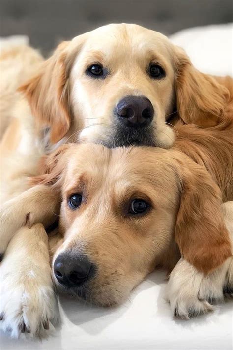 Aww These Golden Retriever Brothers Are Seriously The Most Cuddly