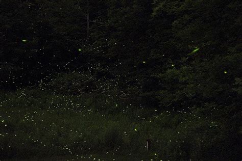 How To Shoot Starry Photos Of Fireflies