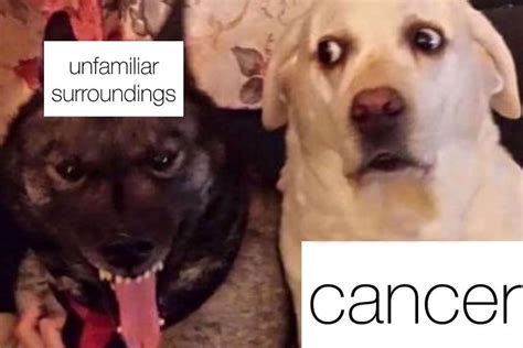 21 Cancer Memes That Totally Get The Zodiacs Most Sensitive Sign