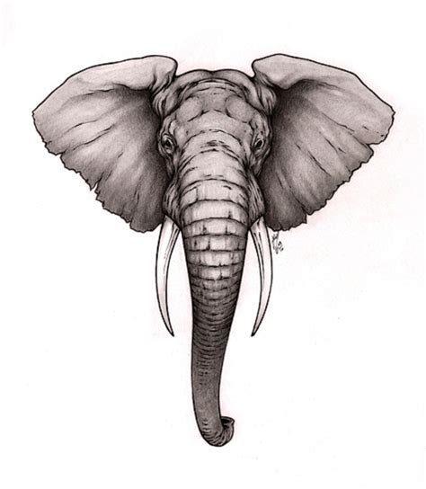 Elephant Head Drawing Photo Drawing Skill