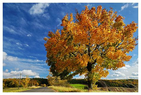 Herbstbaum Foto And Bild Jahreszeiten Herbst Herbstbaum Bilder Auf