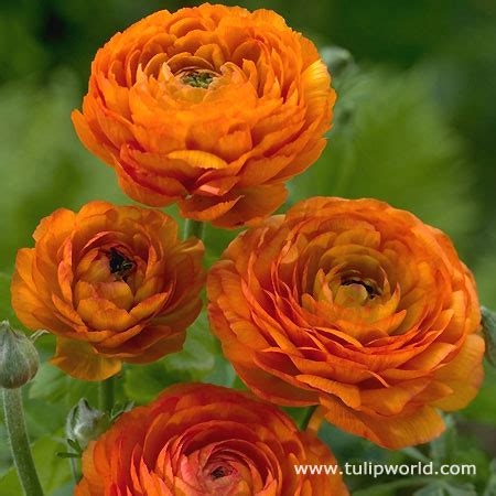 Orange Ranunculus Tulip World 37126