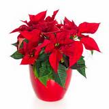 A Red Christmas Flower Images