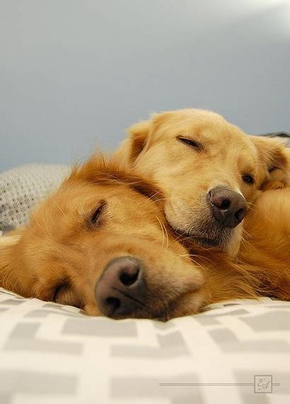 14 Sleeping Pet Photography Images Cute Puppies Hugging Each Other