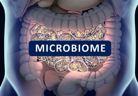 The Microbiome And Obesity Practical Gastro