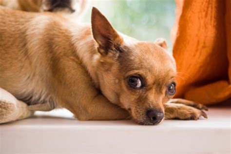 Chihuahua Itchy Skin Remedy 12 Ways To Relieve I Love Chihuahua