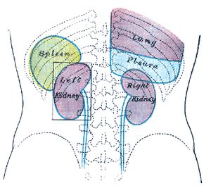 The liver is the largest of the organs under the right side of the rib cage and takes up the majority of the cavity. Patikulamanasikara - Wikipedia