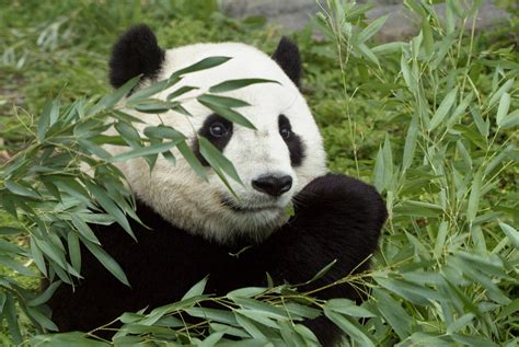 Giant Panda Habitat Loss Bruin Blog