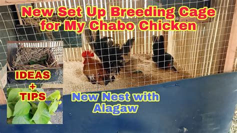 BREEDING CAGE SET UP FOR MY CHABO CHICKEN TIPS IDEAS YouTube