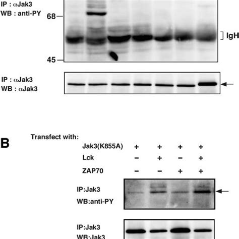 Lck And Zap 70 Are Upstream Signaling Pathways For Tcr Stimulated Jak3