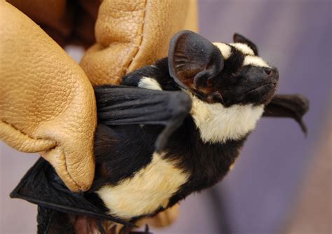 Pied Bat Bats Of Ivory Coast · Inaturalist