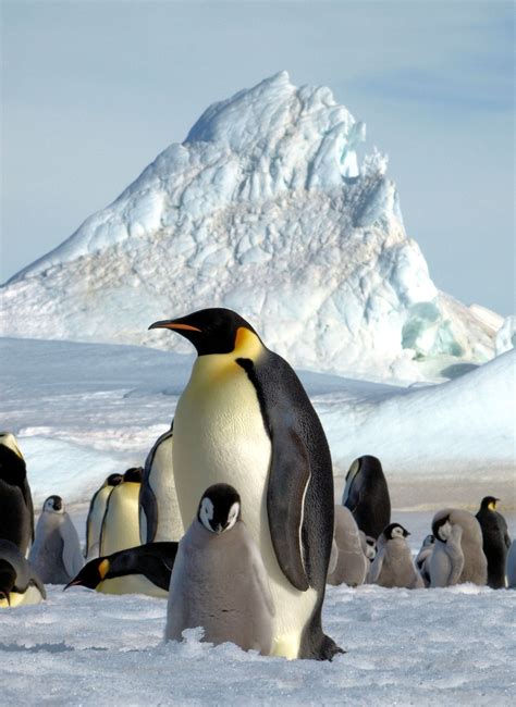 Global Warming Threatens Antarcticas Emperor Penguins The Washington