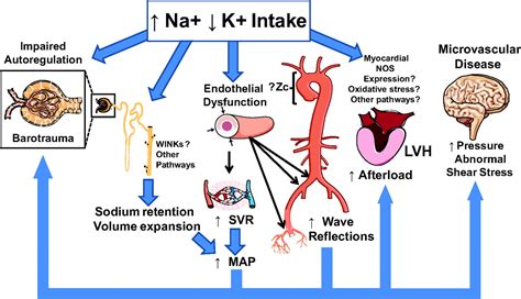 The Role Of Sodium And Potassium In Blood Pressure Control