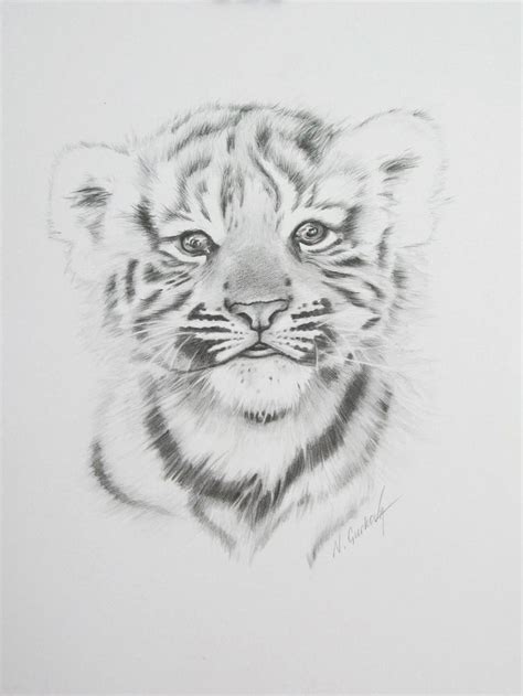 Baby Tiger Pencil On Paper 11 By 14 Nadia Gurkova 1641×2187