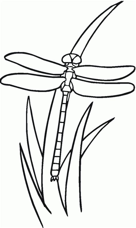 This pdf prints to 8.5x11 inch paper. Free Printable Dragonfly Coloring Pages For Kids