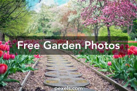 1000 Interesting Garden Photos Pexels · Free Stock Photos