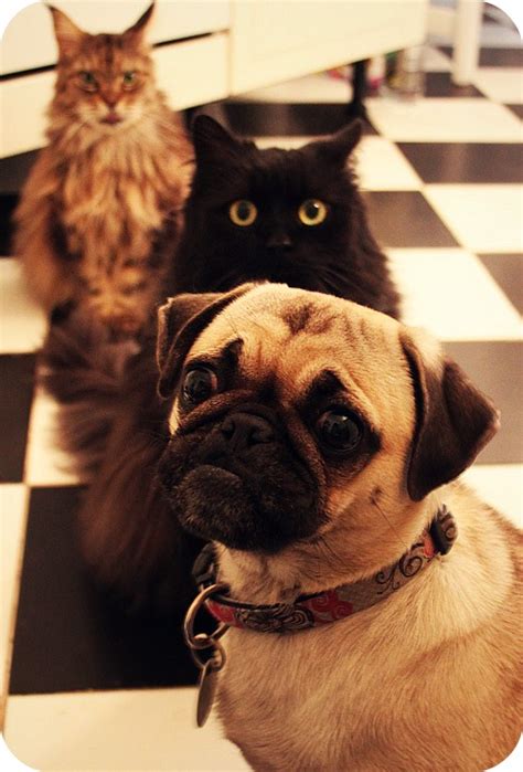 Versuchte es der »störenfried« mit dem indirekten weg, indem er wissenschaftliche studien zum lockdown oder maßnahmen in anderen die mühe hätte man sich eigentlich sparen können, wie jetzt die bildzeitung nach lektüre der 7 seiten herausfand, denn: * Schlaflos in NRW *: *Piiiep*