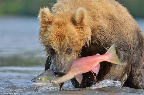 Now Thats A Wild Fishing Trip Stunning Photographs Show Bears
