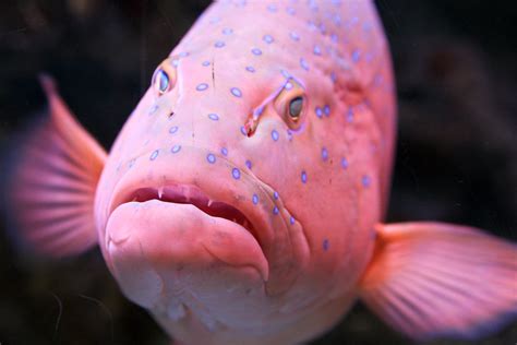 Happy Pink Fish A Grumpy Looking Fish At The Aquarium Mark Haldane