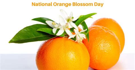 national orange blossom day in the villages fl june 27 2022 the village advantage