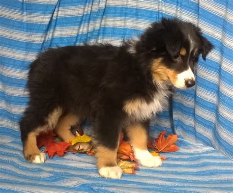 I can not guarantee my puppies will have blue eyes. Purebred Australian Shepherd Puppy For Sale Berlin Ohio ...