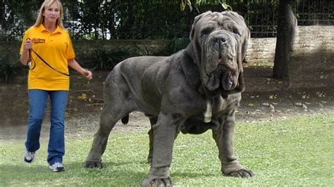 10 Largest Dog Breeds In The World That Will Make You Feel Small