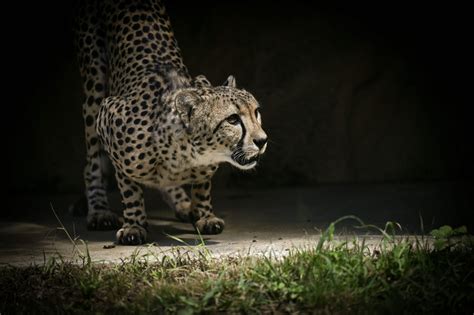 Unlocking the Secrets: Software Engineer Salary Texas Revealed