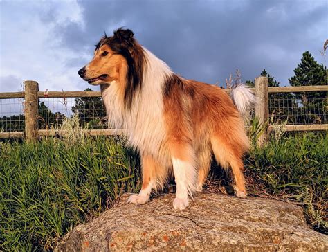 Pin On Scottish Collies