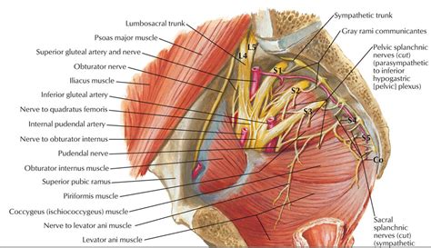 Pelvic Nerves Body Anatomy Anatomy Urinary Tract My Xxx Hot Girl