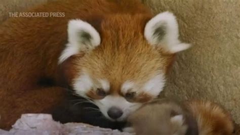 San Diego Zoo Has 1st Baby Red Panda Since 2006 International Times