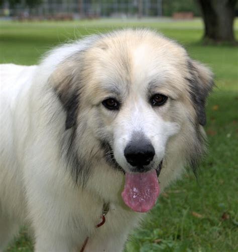 Pyrenean Mountain Dog Dog Breeds