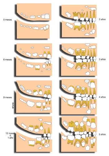 Desarrollo De La Dentición La Dentición Primaria
