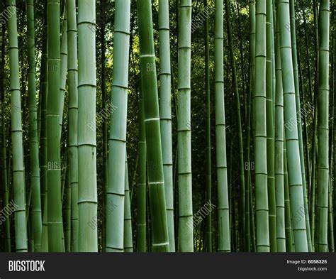 Bamboo Image And Photo Free Trial Bigstock