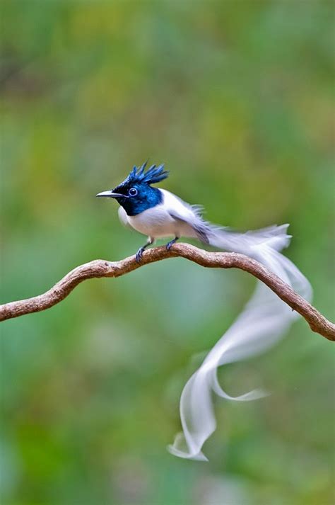 Biologia Vida Pássaro Apanhador Aéreo Do Paraíso Asian