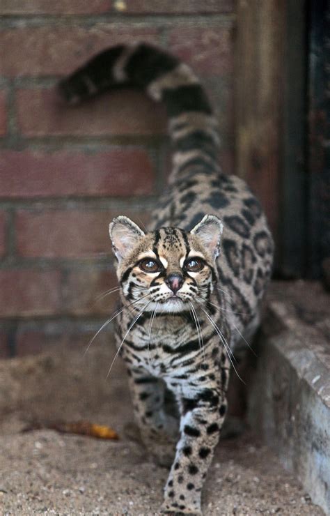 Margay Artis Img0055 Beautiful Cats Cute Animals Margay Cat