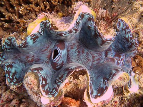 Giant Clam Phil Hartell Flickr