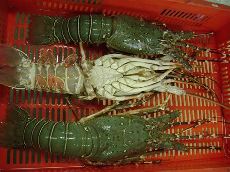 Lobster Exporters India - Mud Crab Exporters, Mud Crab Manufacturers ...
