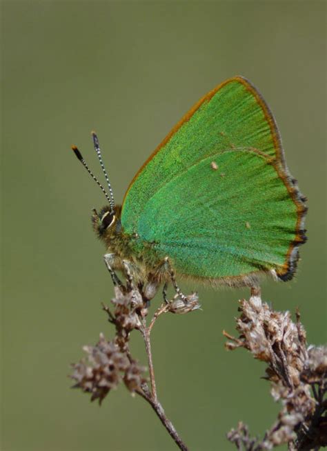 Lets Celebrate The Beautiful Butterflies Of The South Downs National