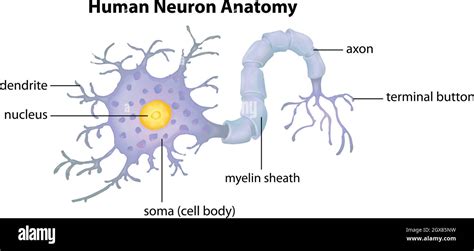 Anatomía De La Neurona Humana Imagen Vector De Stock Alamy