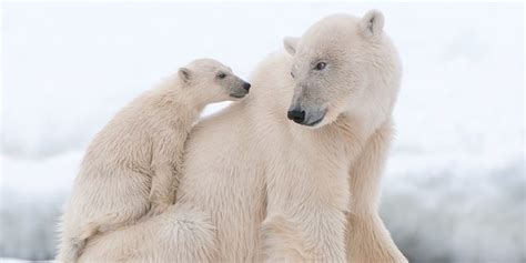 Oso Polar Animal Información Hábitat Y Características