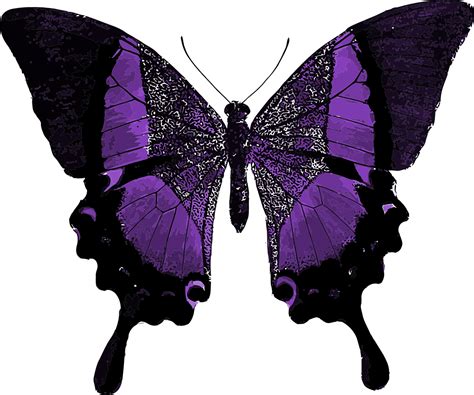 Purple Butterfly Colorful Pretty Png Picpng