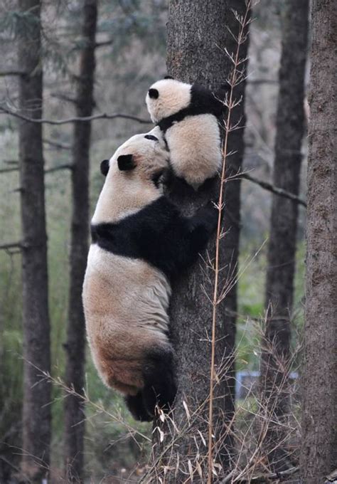Photos Images And Pictures Of Giant Pandas Climbing Tree In Wolong Panda