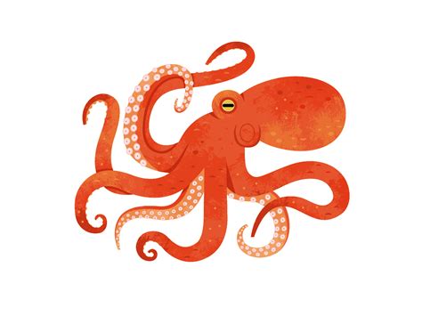Giant Pacific Octopus By Alexander Vidal On Dribbble