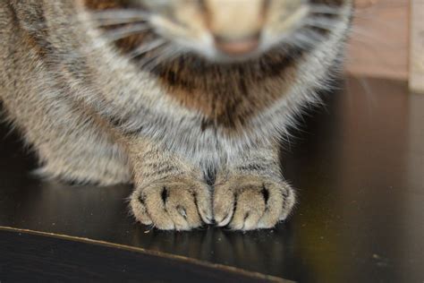 Declawing Cats Why Ive Never Done It In My Career As A Veterinarian