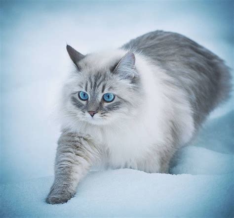 Beautiful White Cat Walking Through The Snow 😍 Whitecat Wintercat