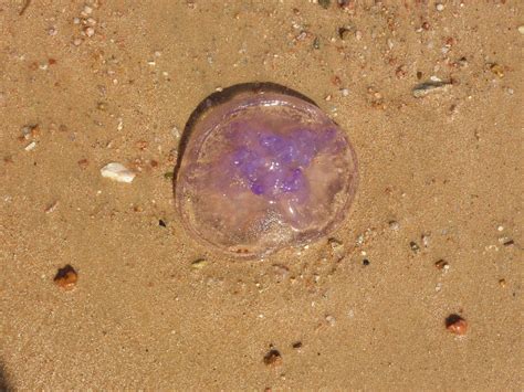 Free Images Beach Sand Purple Jellyfish Invertebrate Marine Life