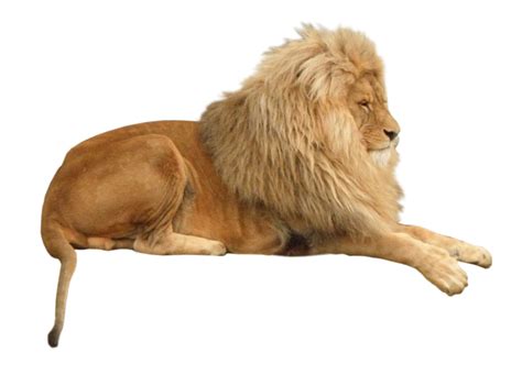 Lion Animal Png Image Purepng Free Transparent Cc0 Png Image Library