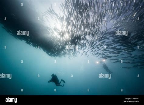 Underwater View Of Two Scuba Divers Diving Below Shoaling Jack Fish In