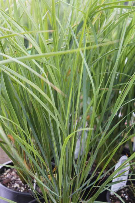 Grass Feather Reed ‘karl Foerster 1 Gallon Pot Wilsons Garden Center