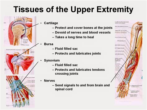 Dentistry And Medicine Upper Limb Anatomy Mcq